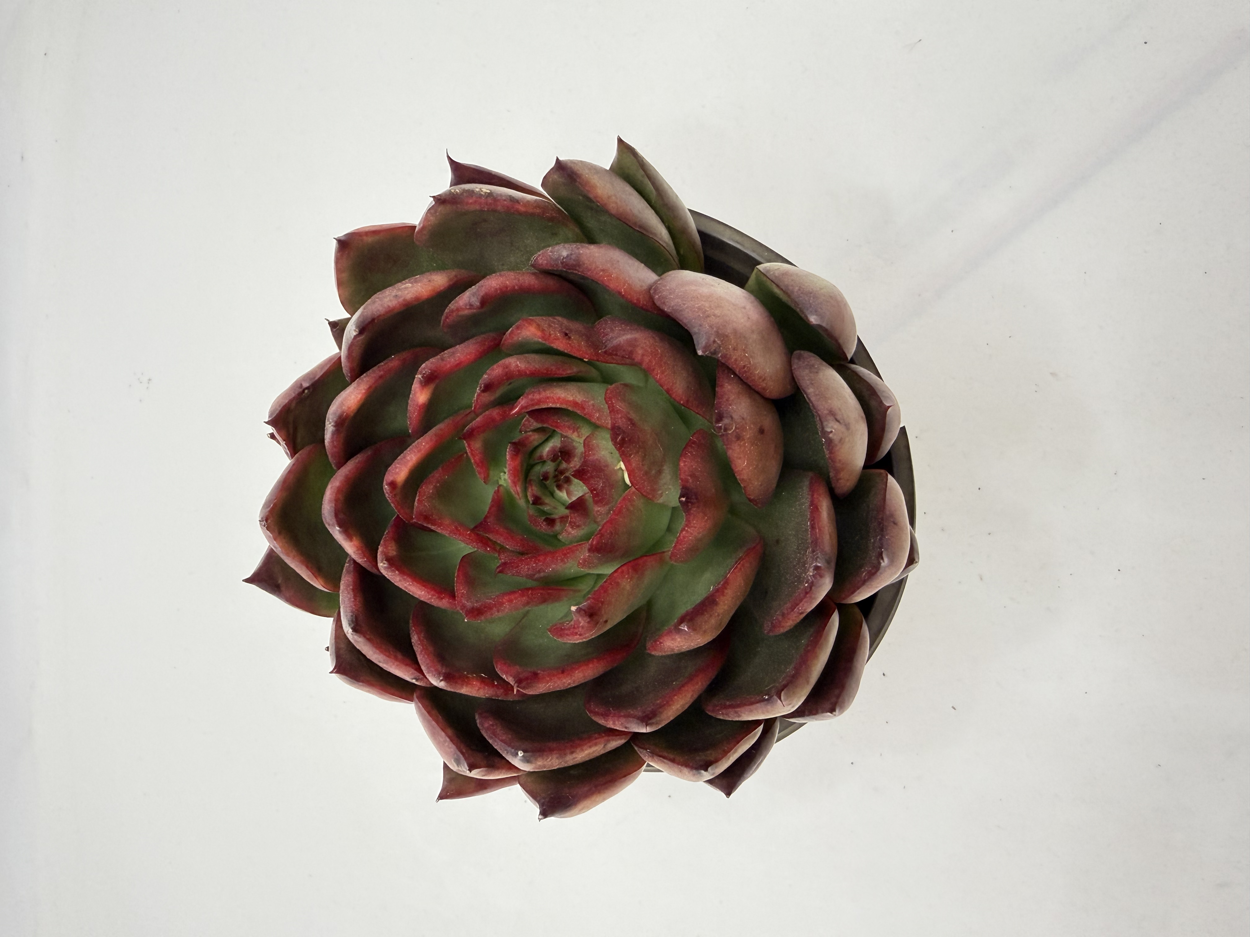 野马冬云 多肉植物 满18包邮 以直播间展示为准