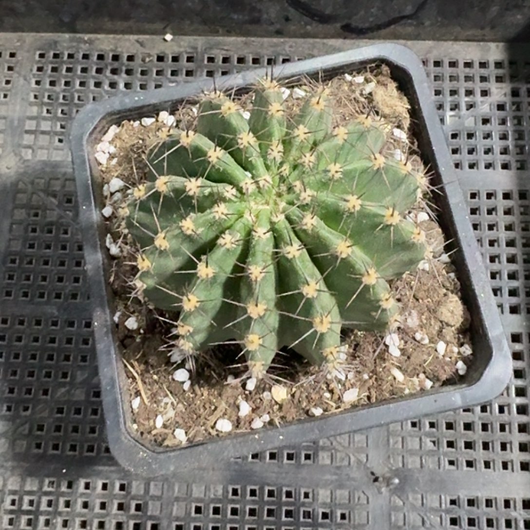 乒***乓落羽彩草大球一颗开花美