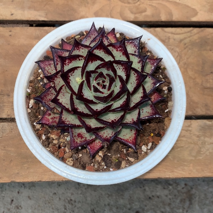 用***4处理特价活动开始啦