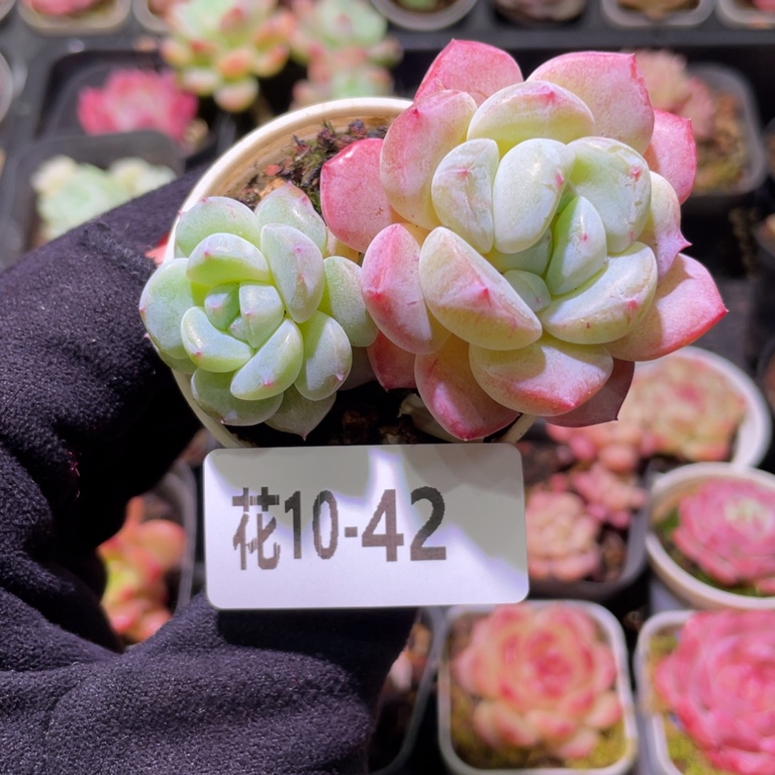 花利美10-42新品双头