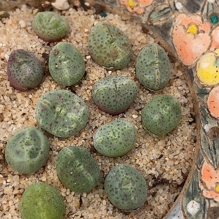 20527绿豆糕一颗