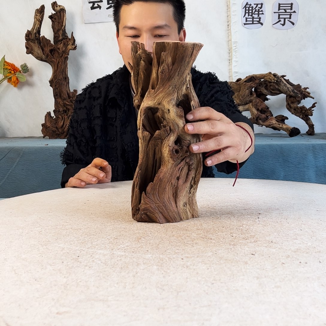 沉木造景爬宠造景