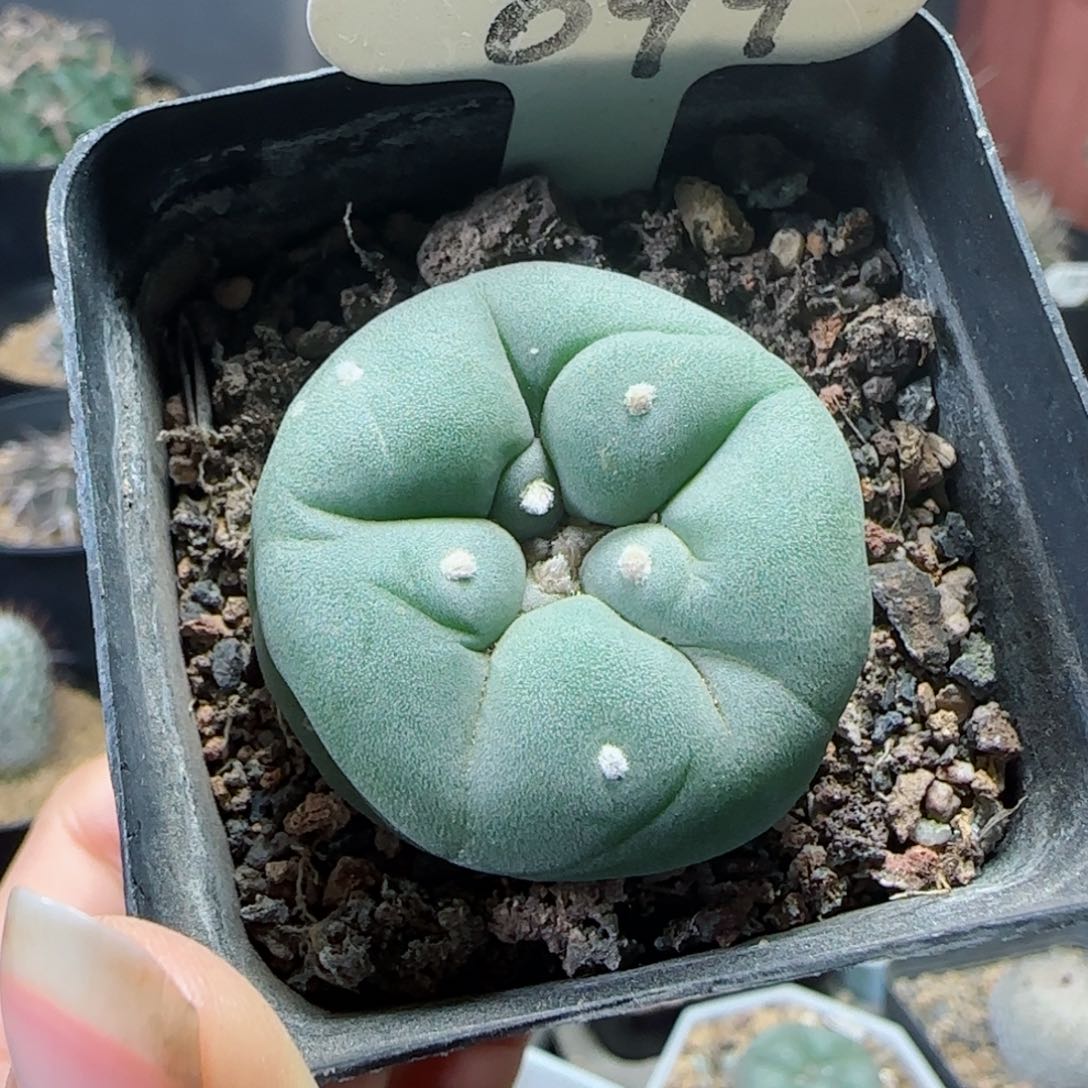 实生草球多肉3.5厘米