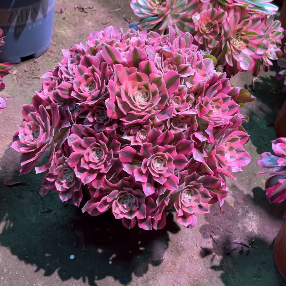 多肉植物女巫110