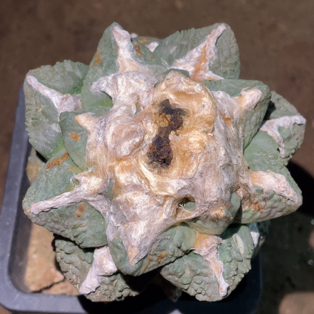 无花朵蓝白螺旋龟甲牡丹