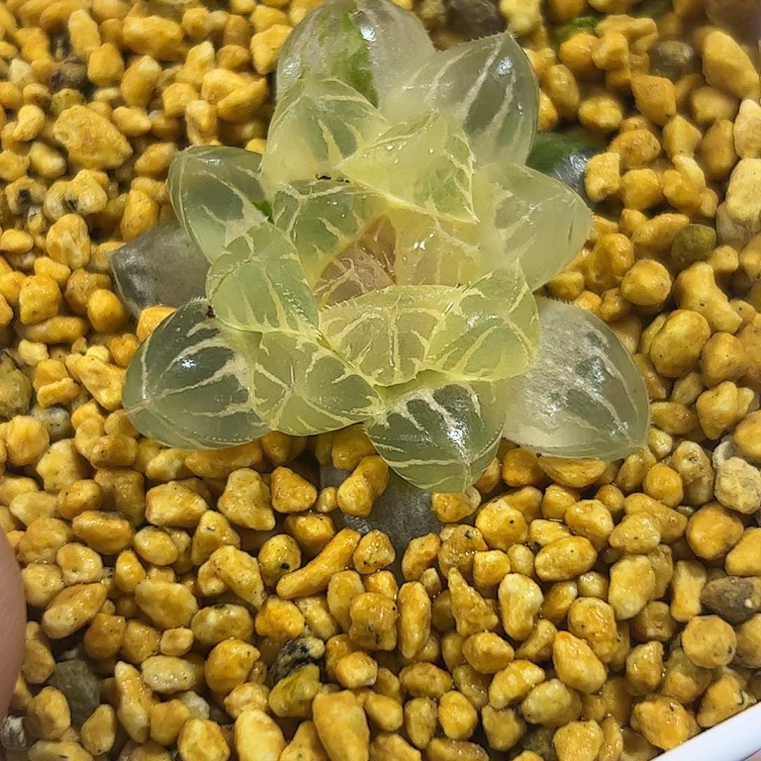糊斑妃桃锦十二卷多肉