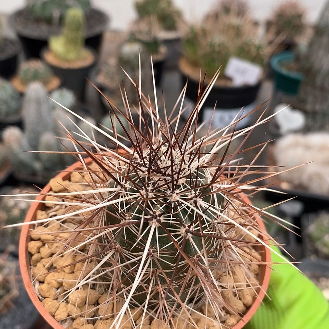 实生犰狳司虾仙人球