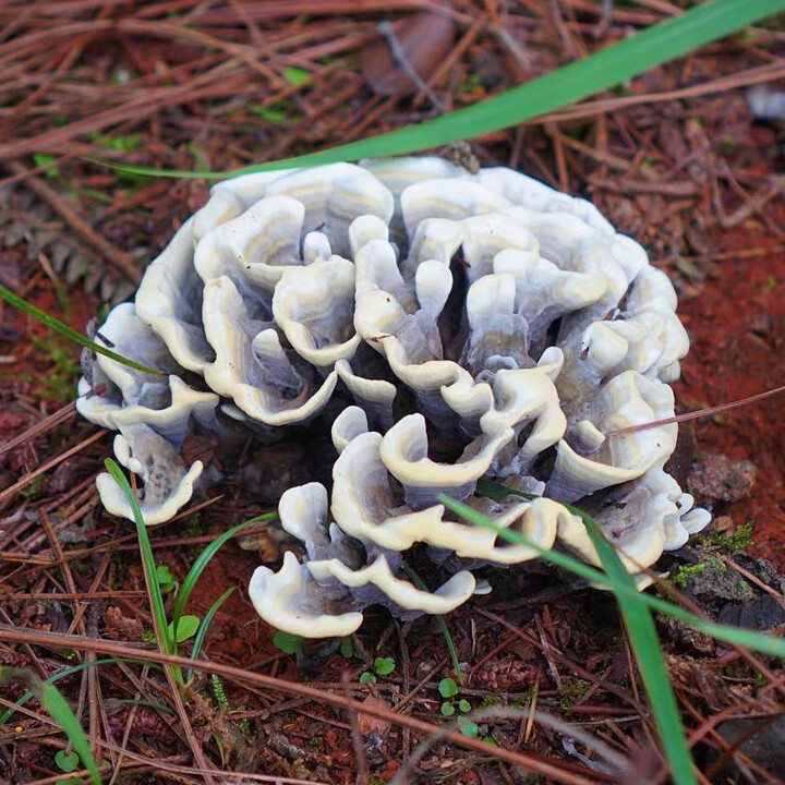 云南新鲜干巴菌黑松露代购(一物一拍)代购不售后介意勿拍