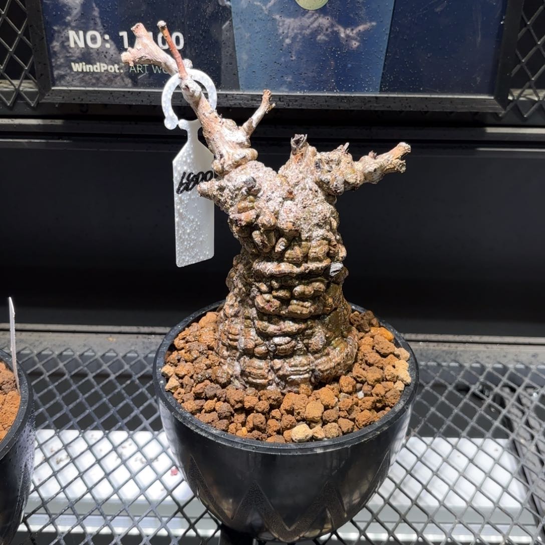 象足漆树熟桩无根需要寄养