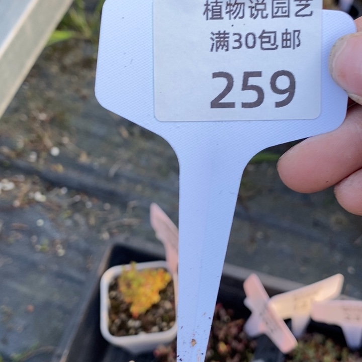 丽***丽无花朵259四包土。         