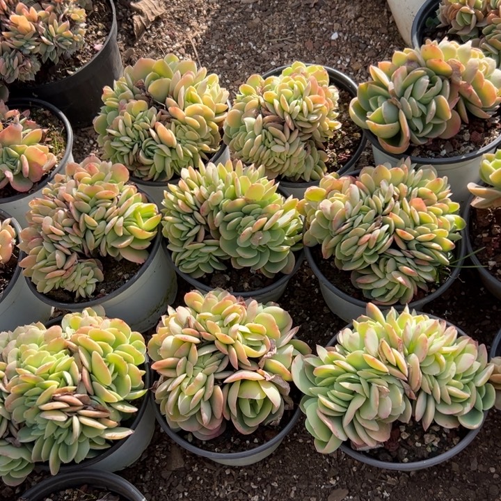 精品多肉植物老桩随机发两颗骑兵碧桃缀