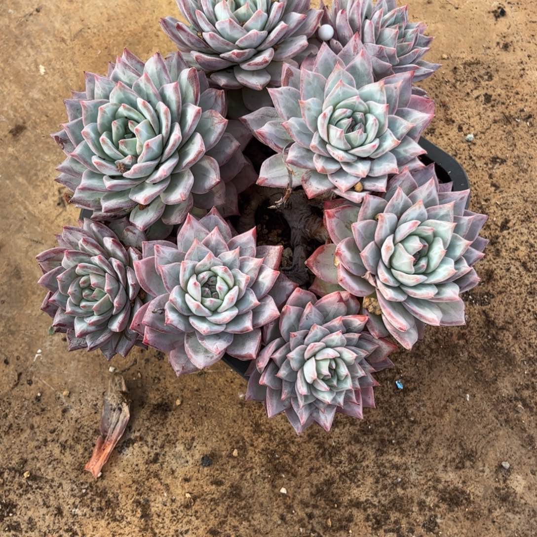 虫***猫粉蓝鸟群有砍整群