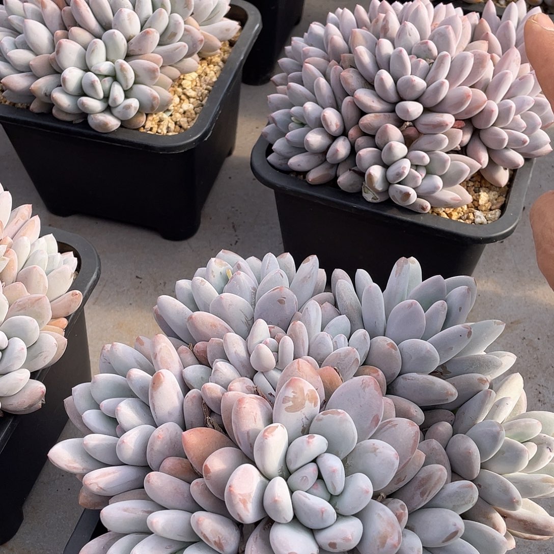 香所精控群生18厘米可挑