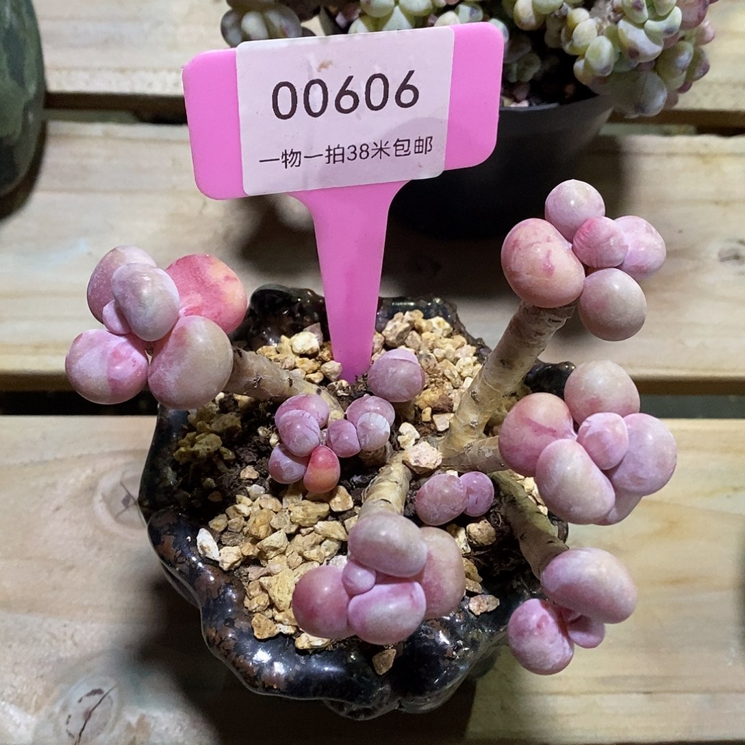 00606奥图咯哦我小方小雨