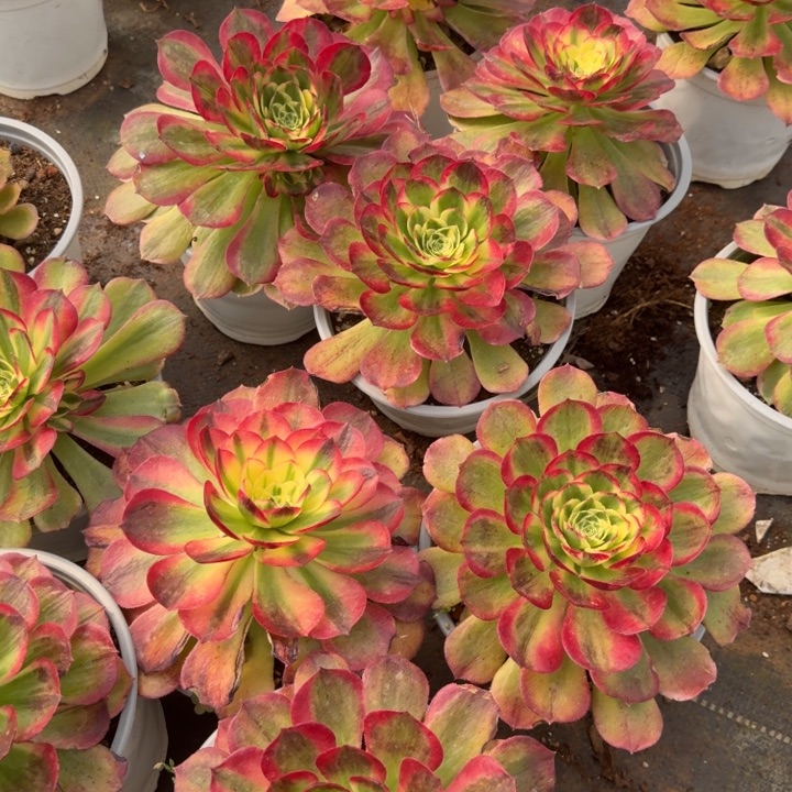 粉玉芙蓉啊啊啊啊