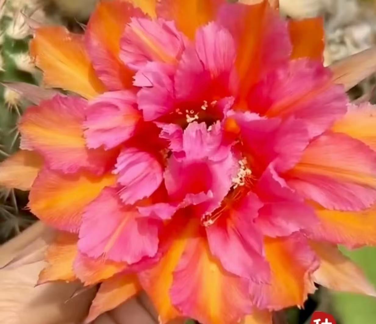 满十八包邮【桃花眼大彩草】