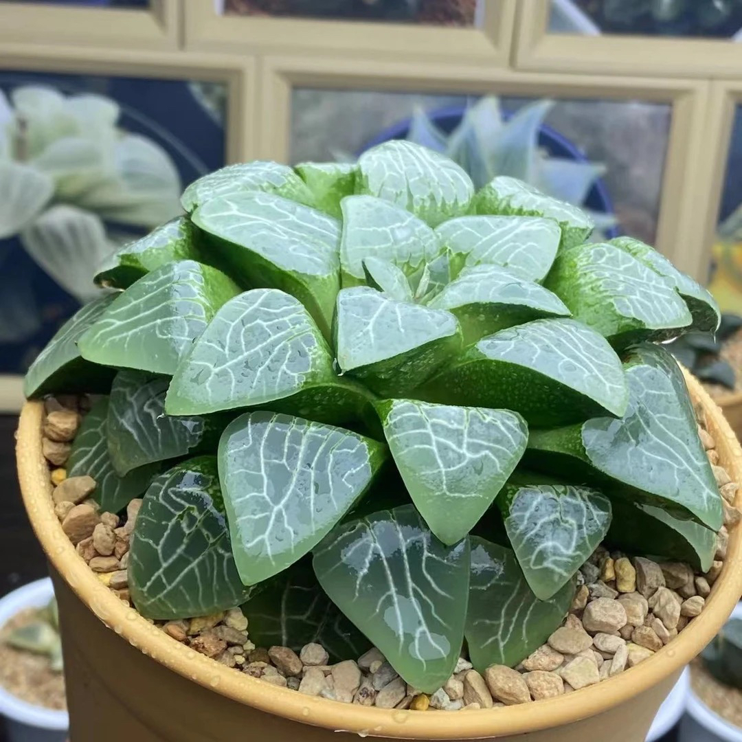 十二卷多肉实生41号克锦糊斑