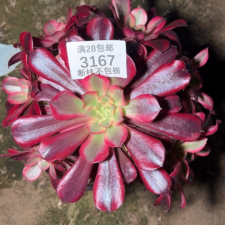 3167美杜莎多肉植物