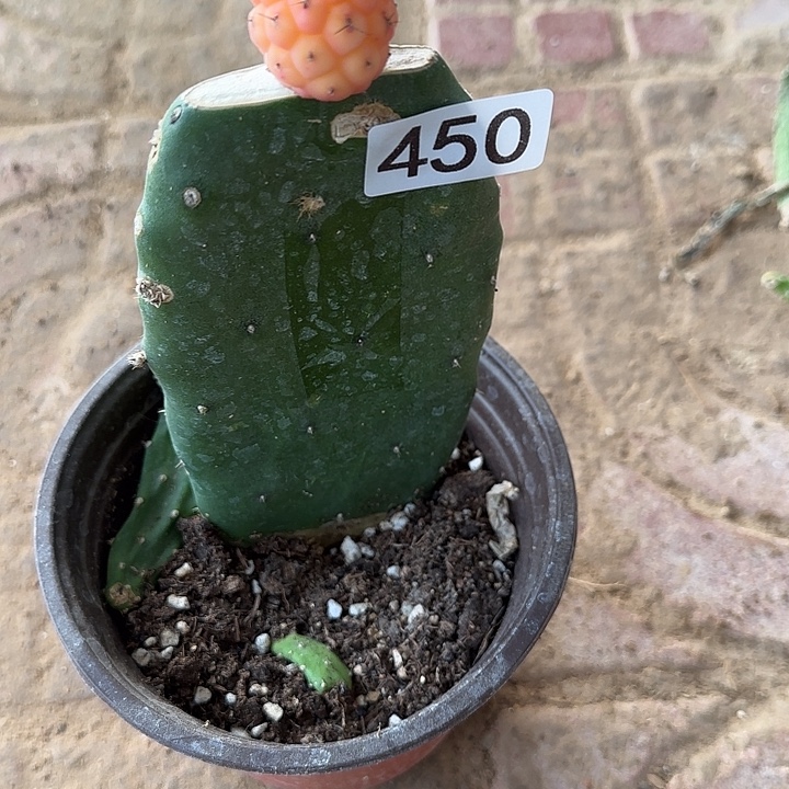 亦***然无花朵嫁接习锦450