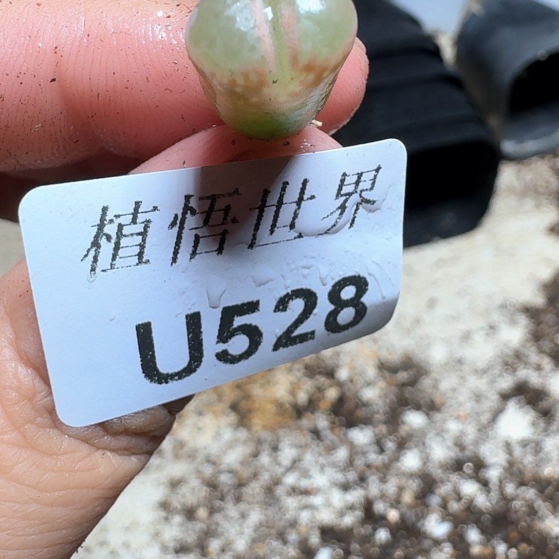 528号的植物哇f c