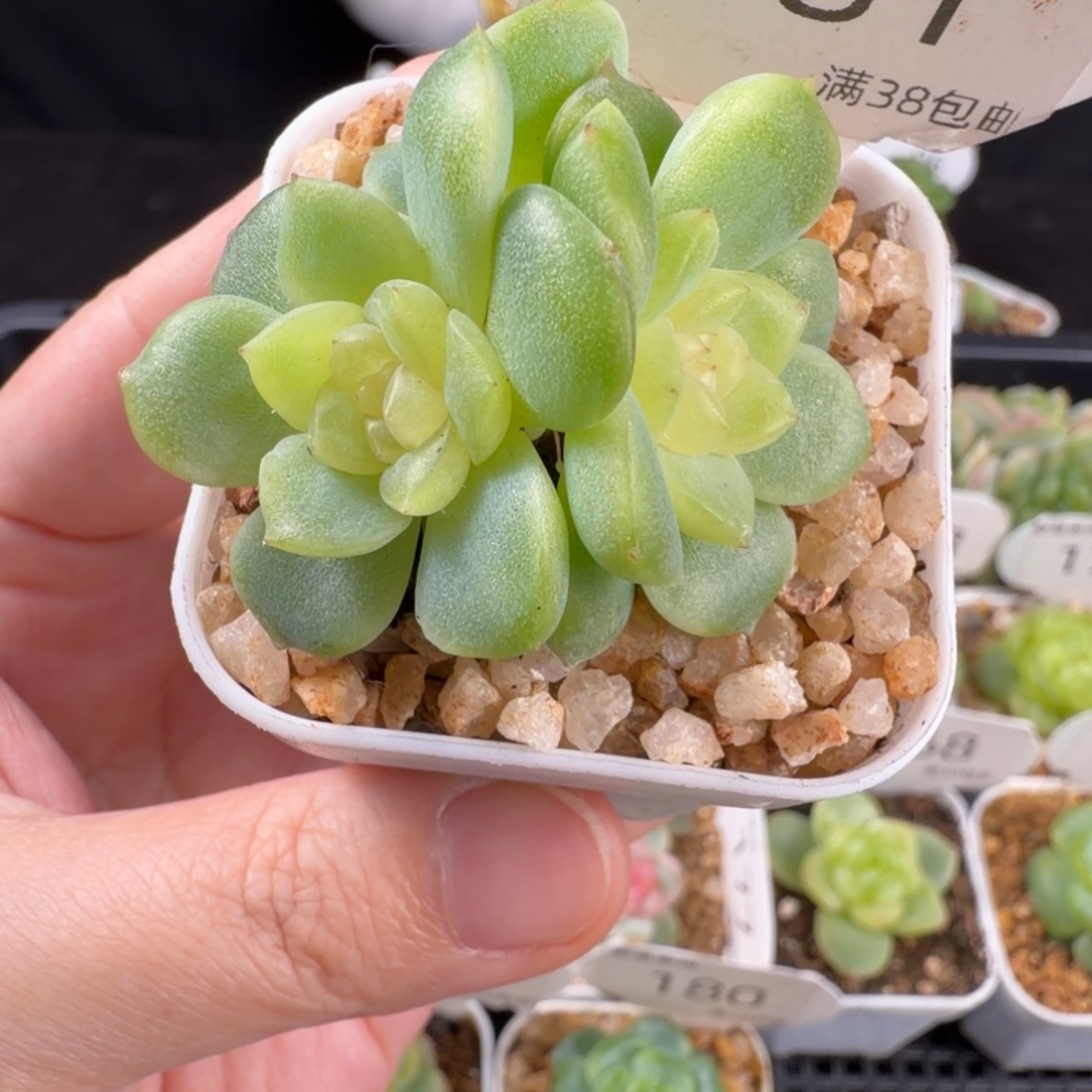 谪仙三头群181号一颗