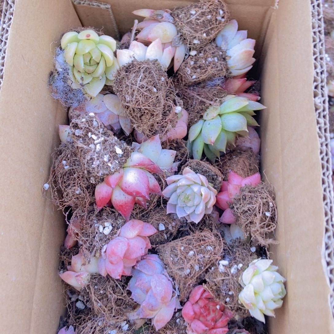 精品多肉植物保60