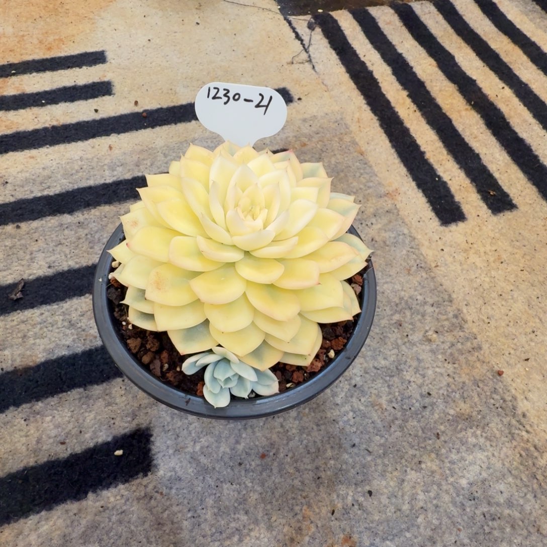 爱***逗1230-21月亮仙子全锦一颗