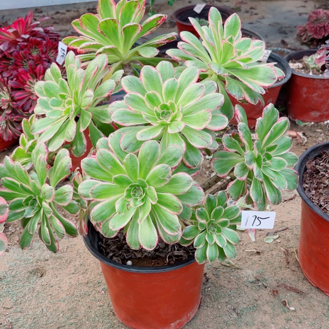 一***过175微锦锦多肉植物