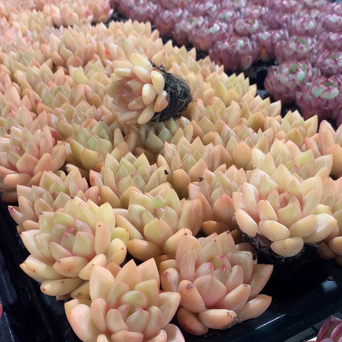 香槟3颗8888888888888888888