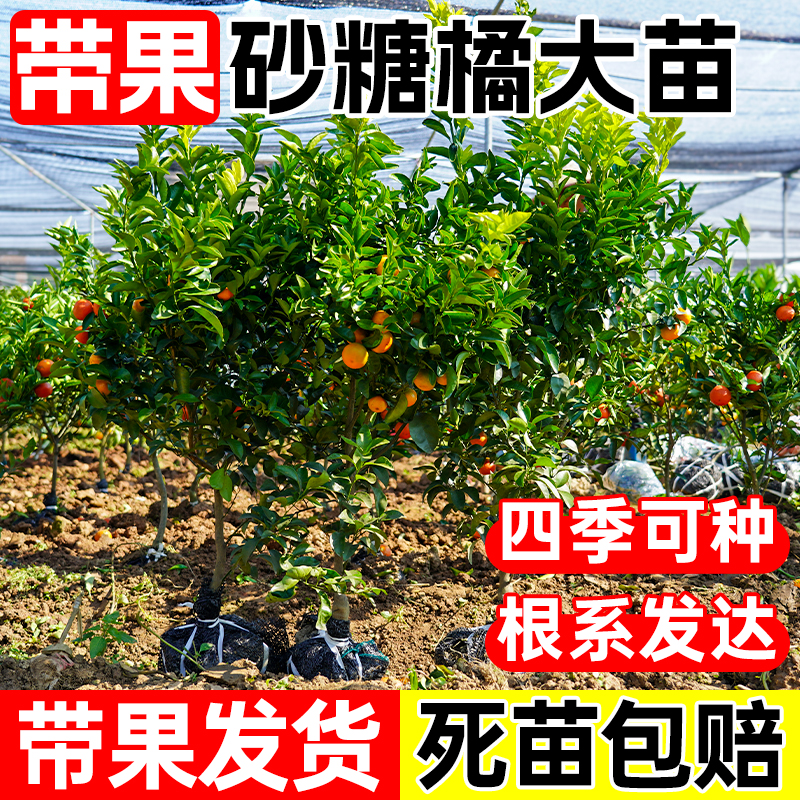 带果砂糖橘树苗无核无籽正宗广西嫁接早熟沙糖桔树苗南方种植带土
