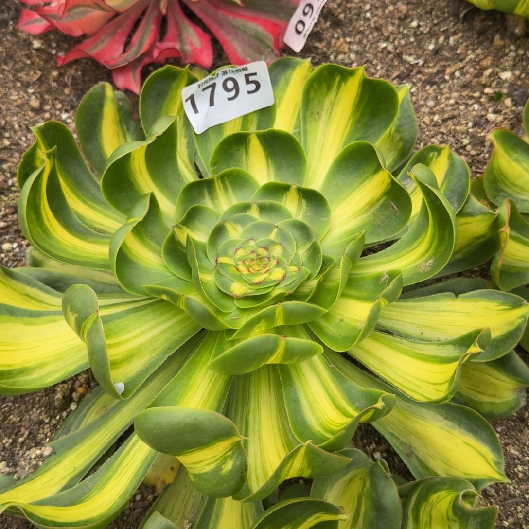 1795暴君。多肉植物