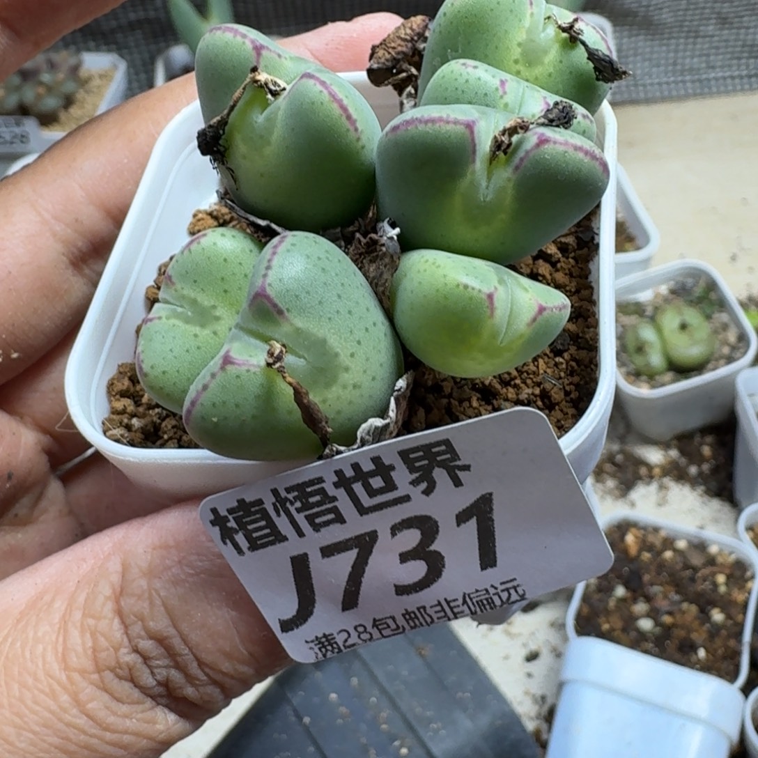 多肉植物的人生fghn