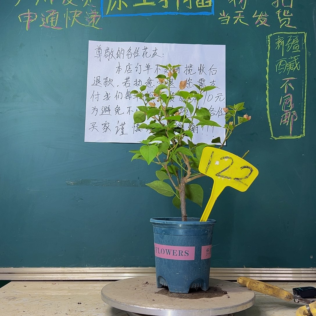 当前无花栽培后可以开花波伊斯玫瑰 122
