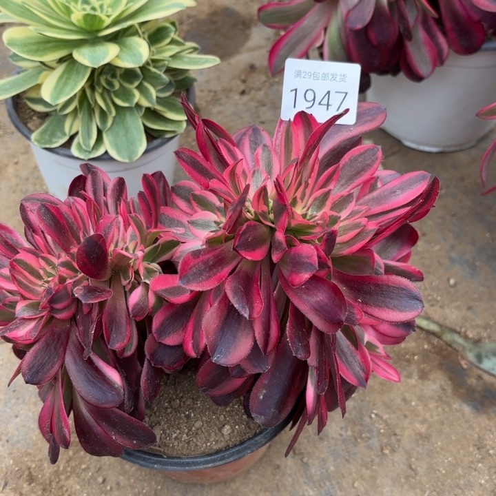 美杜莎坠多肉法师1947