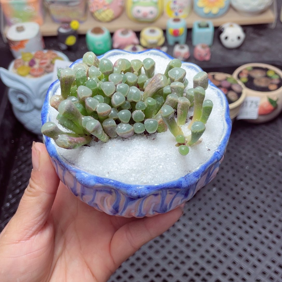 w3177 带盆土发货-零下地区拍保温箱