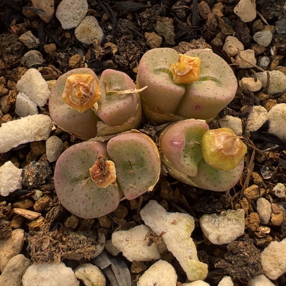 421多肉植物百科