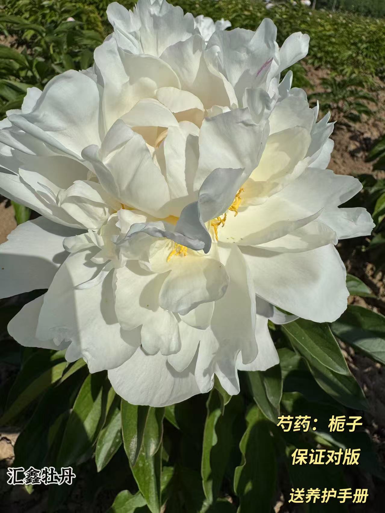 【栀子芍药】白色山东菏泽基地直发适宜地栽盆栽庭院种植观赏植物