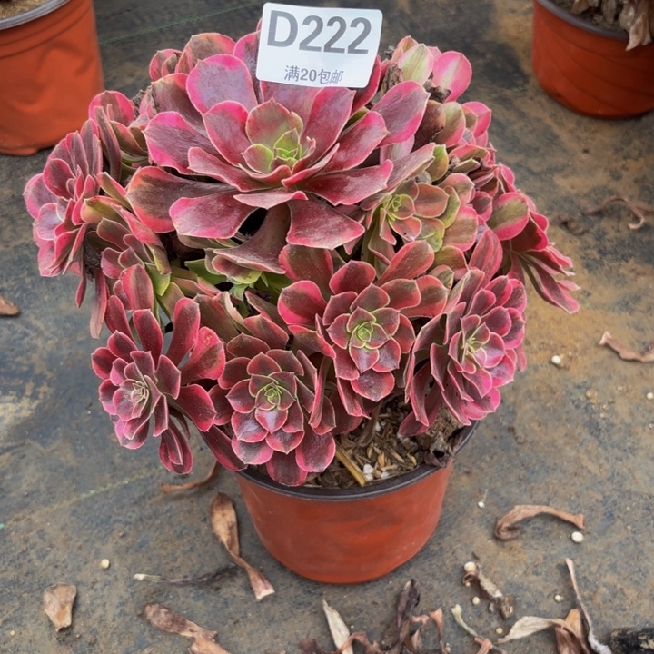 瑞妈多肉园艺222凤冠