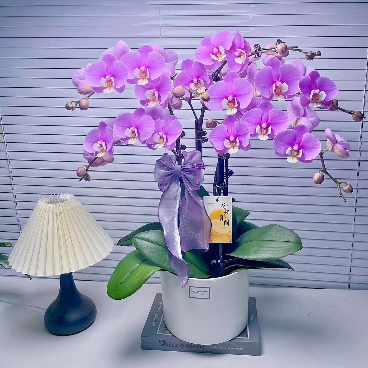 蝴蝶兰【安娜】双花剑  大花型 单花剑 室内花 广州基地直发