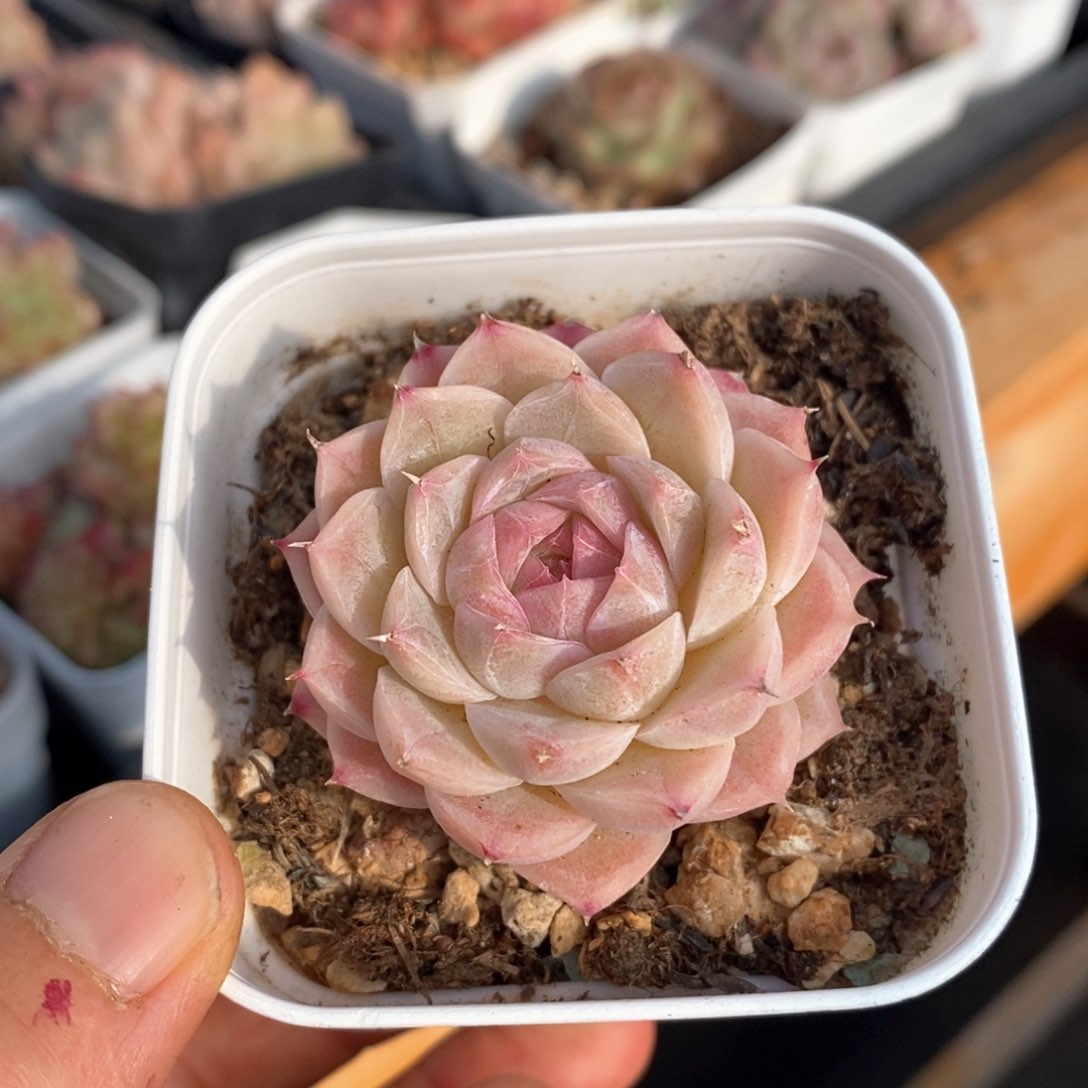 精品多肉一物一拍不包整114