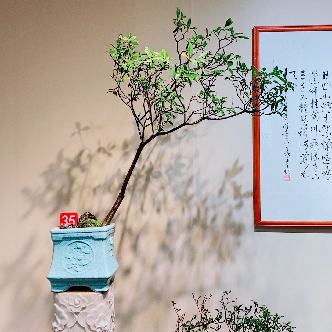 海岛春花一物一拍