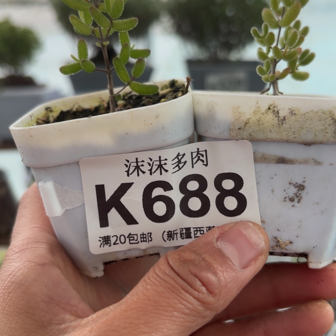 好***い688粉锦和冰糖组合