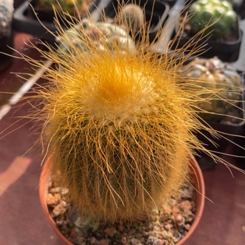 大金丝猴5仙人球