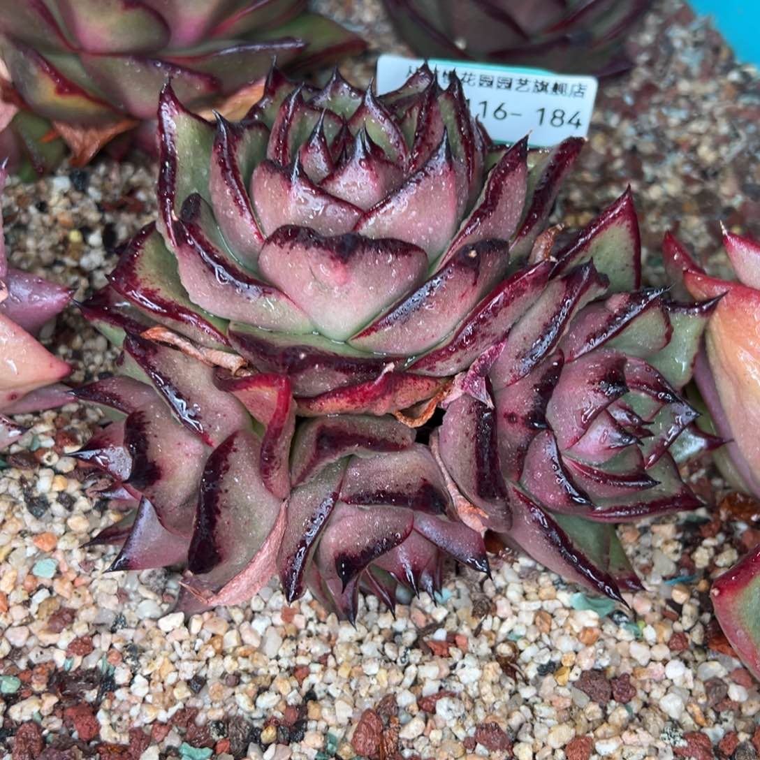 从前慢多肉精选超好0116.184