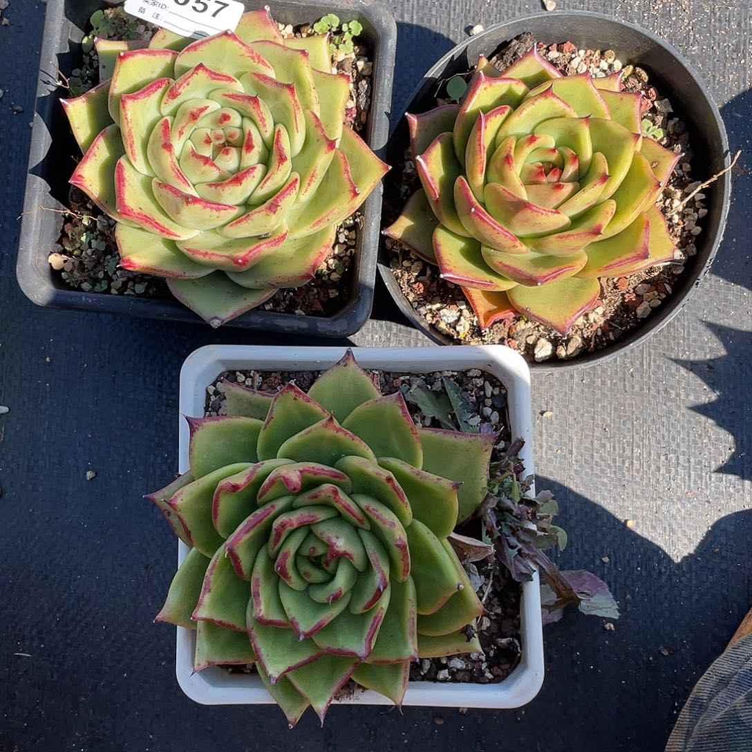 若如东云多肉E057