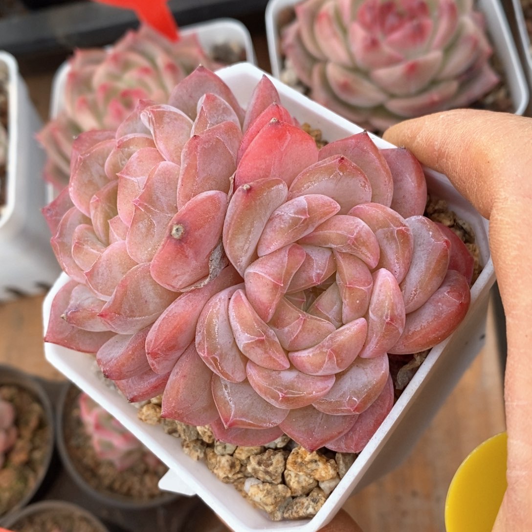 精品多肉一物一拍不包整53