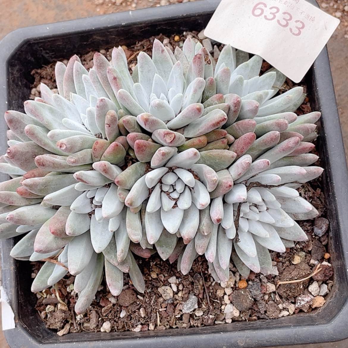 【闪购商品】白姆白姆