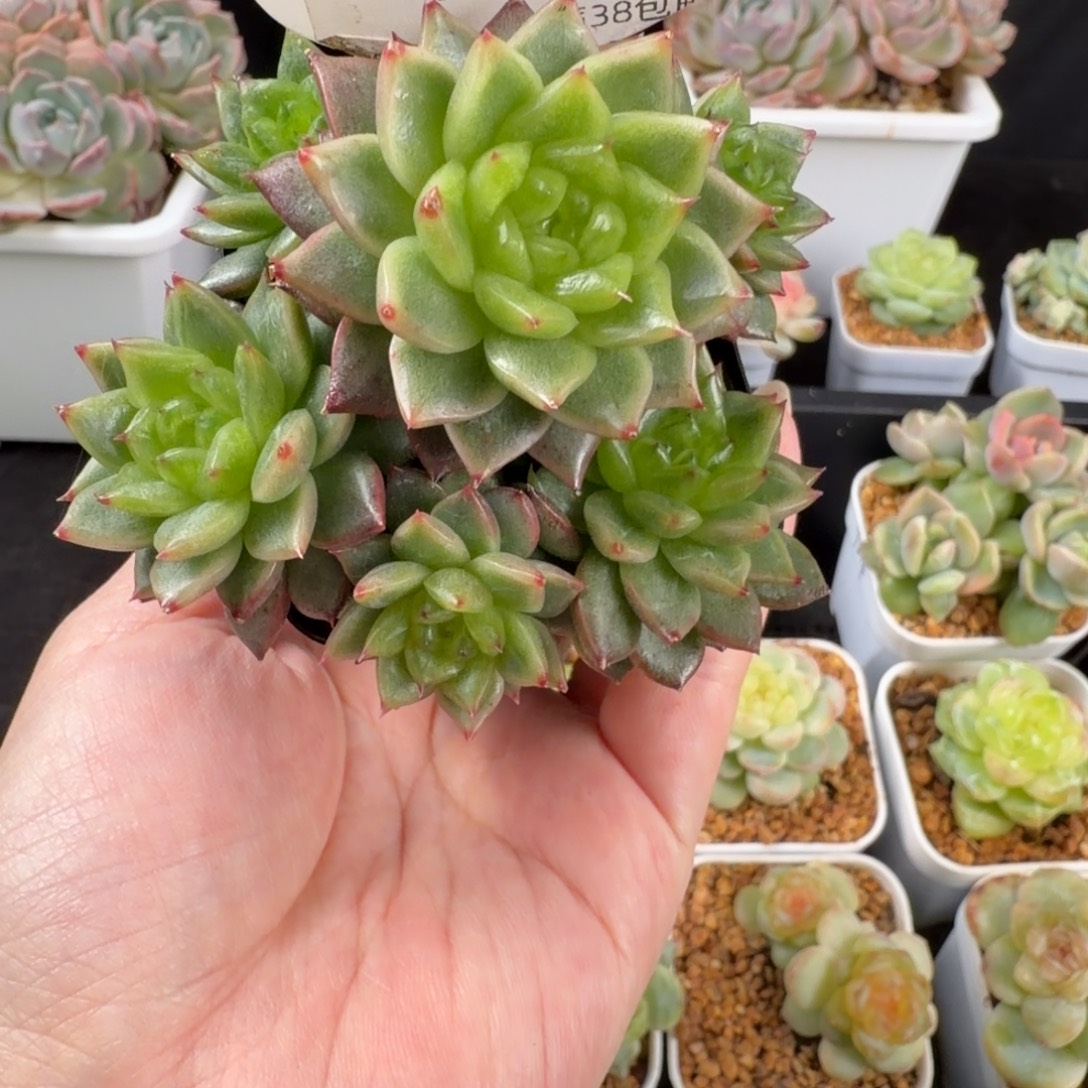 灯泡珍妮六头群140号