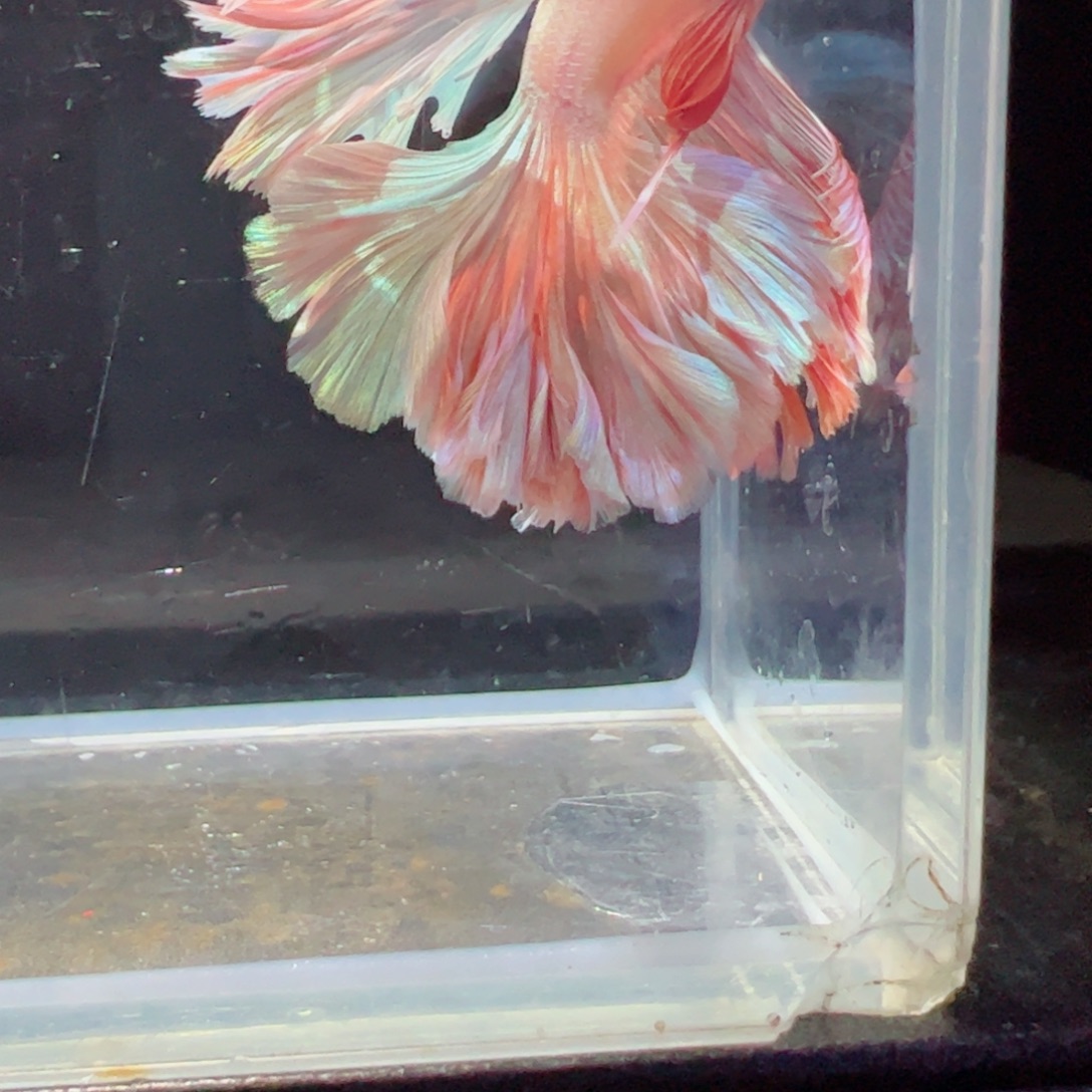 斗鱼浅色特殊尾hhhh