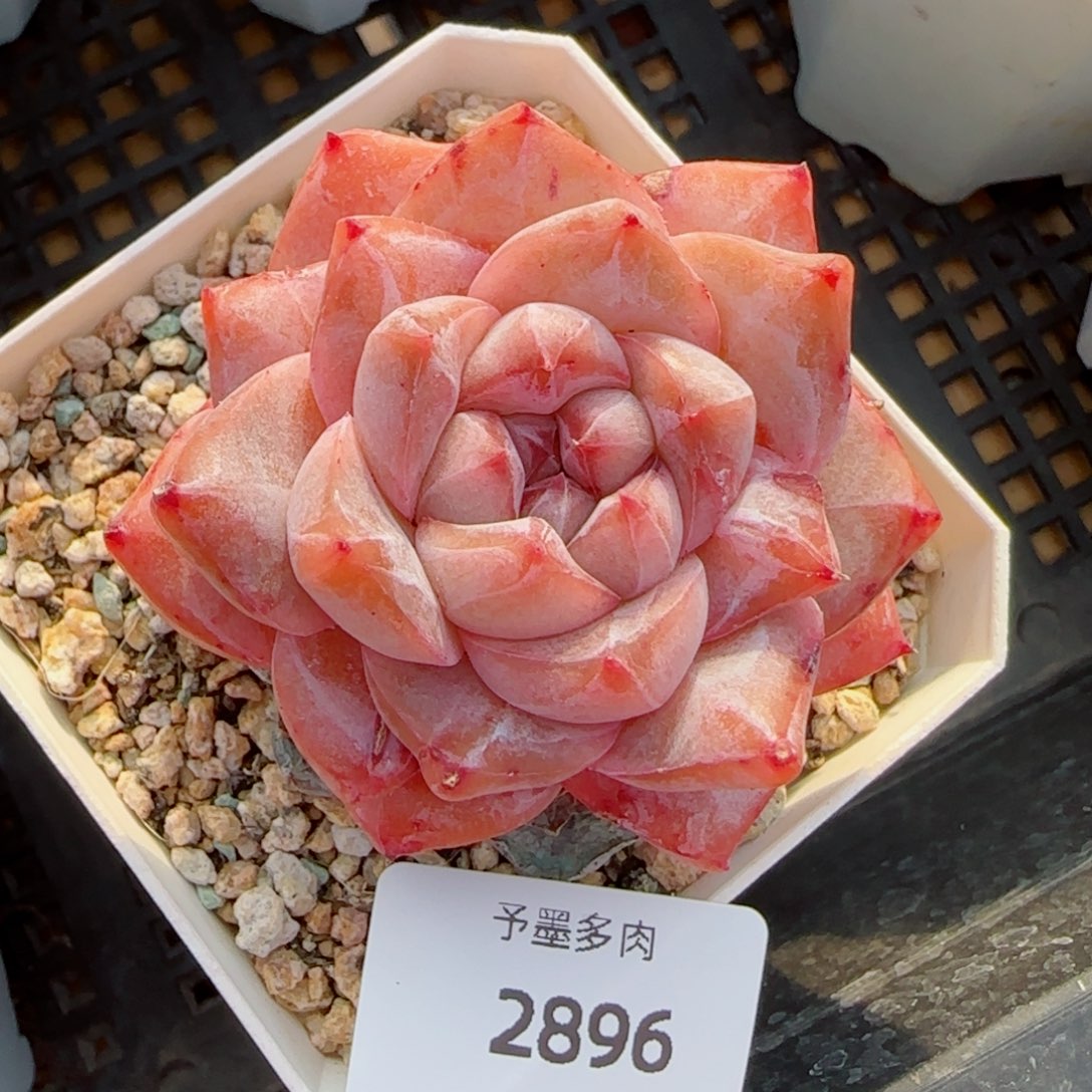 粉钻，2896多肉植物